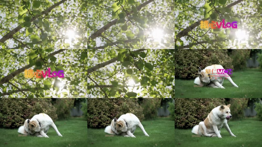 【AI增強】糖心Vlog【凌辱調教】NTR續集出軌之後被老公淩辱調教油亮的大屁股