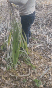 媽媽在山上砍柴檢柴火 看著大屁股扭來興致了 在山上操逼回歸動物的野性 內射汁液逼裡淌出精液