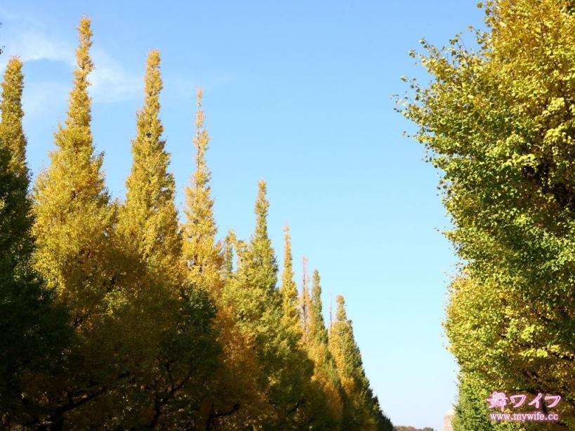 269 小川 麻穂 Maho Ogawa 白咲ココ [23P]